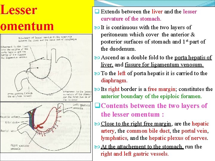Lesser omentum q Extends between the liver and the lesser curvature of the stomach.