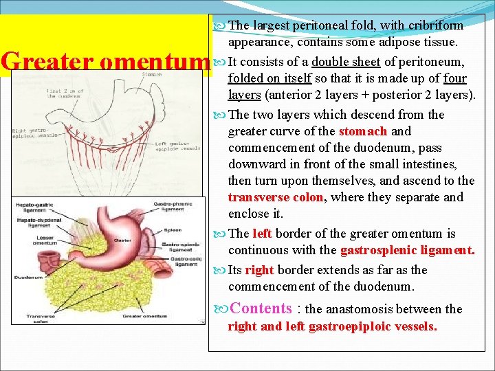 Greater omentum The largest peritoneal fold, with cribriform appearance, contains some adipose tissue. It