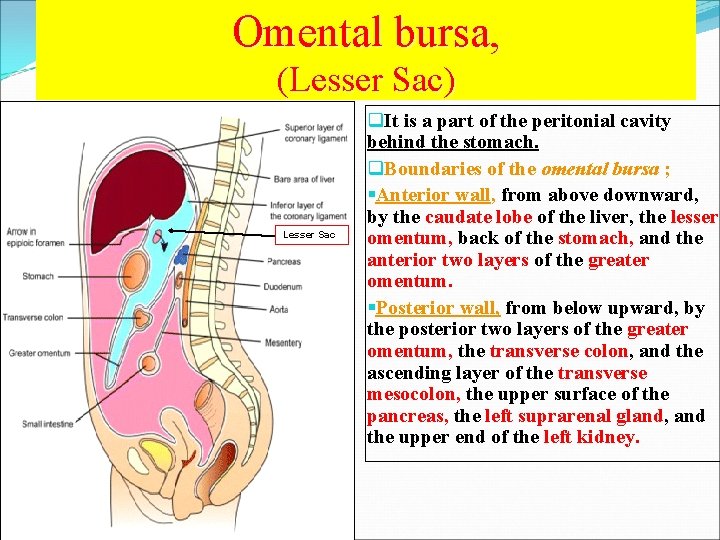 Omental bursa, (Lesser Sac) Lesser Sac q. It is a part of the peritonial