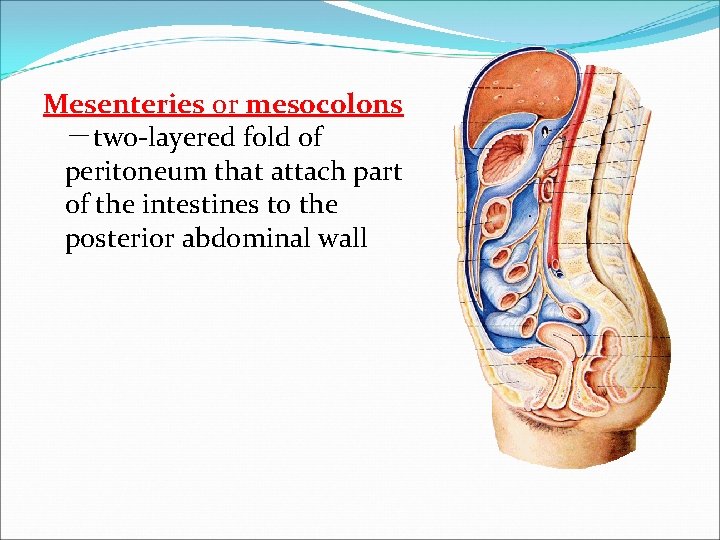 Mesenteries or mesocolons －two-layered fold of peritoneum that attach part of the intestines to