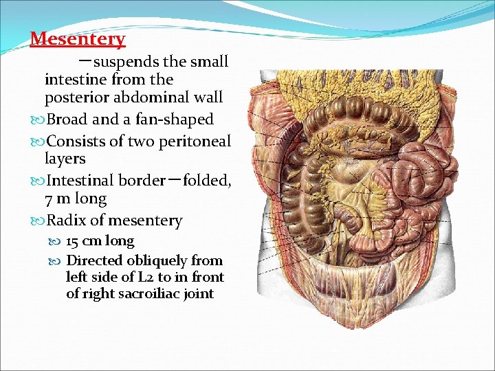 Mesentery －suspends the small intestine from the posterior abdominal wall Broad and a fan-shaped