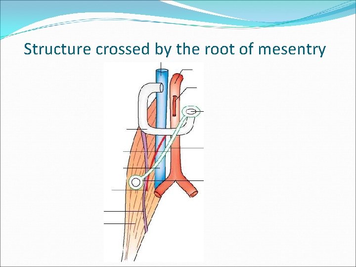 Structure crossed by the root of mesentry 