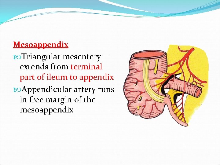 Mesoappendix Triangular mesentery－ extends from terminal part of ileum to appendix Appendicular artery runs