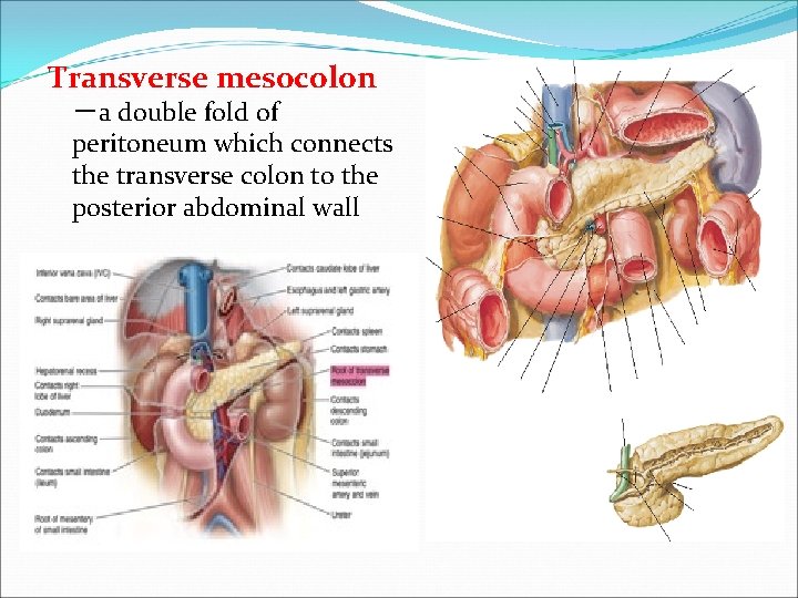 Transverse mesocolon －a double fold of peritoneum which connects the transverse colon to the