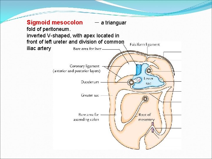 Sigmoid mesocolon － a trianguar fold of peritoneum. inverted V-shaped, with apex located in