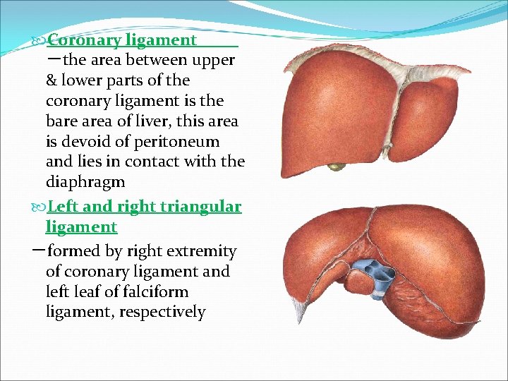  Coronary ligament －the area between upper & lower parts of the coronary ligament