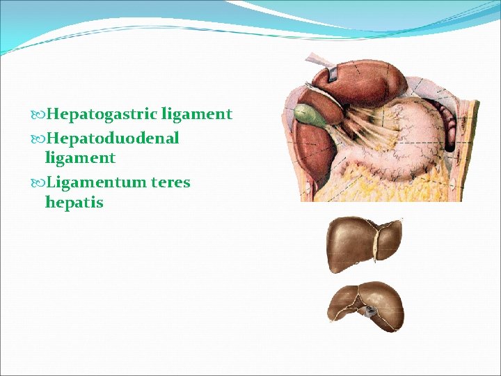  Hepatogastric ligament Hepatoduodenal ligament Ligamentum teres hepatis 