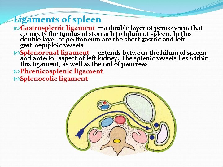 Ligaments of spleen Gastrosplenic ligament －a double layer of peritoneum that connects the fundus