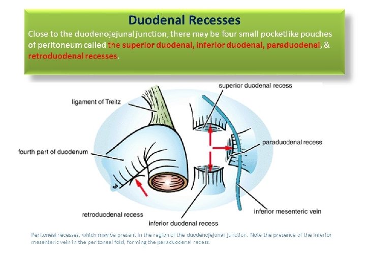 Folds and recesses of posterior abdominal wall Superior duodenal fold and recess Inferior duodenal