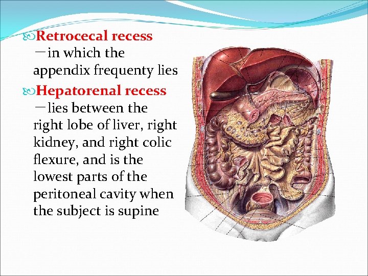  Retrocecal recess －in which the appendix frequenty lies Hepatorenal recess －lies between the