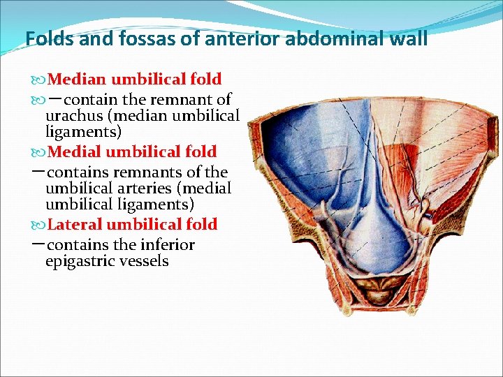 Folds and fossas of anterior abdominal wall Median umbilical fold －contain the remnant of