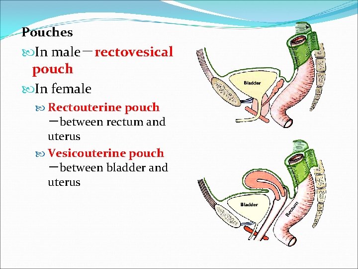 Pouches In male－rectovesical pouch In female Rectouterine pouch －between rectum and uterus Vesicouterine pouch