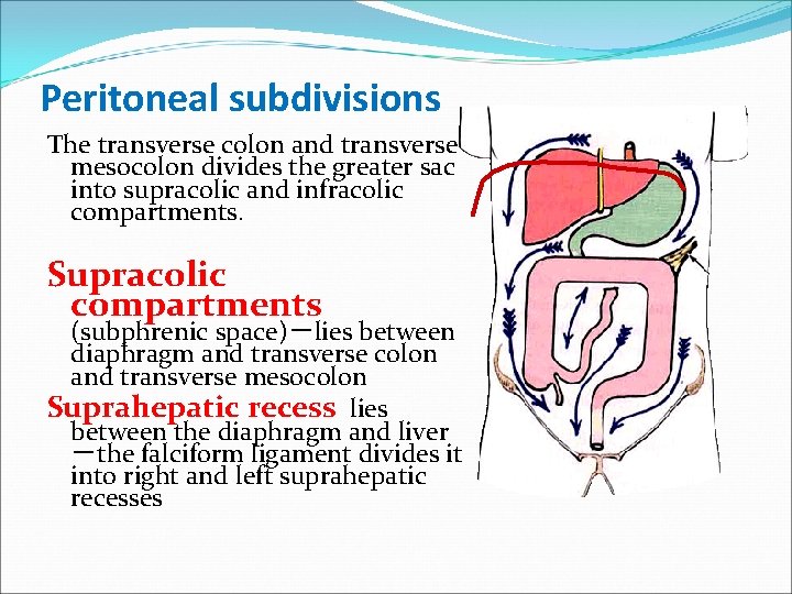 Peritoneal subdivisions The transverse colon and transverse mesocolon divides the greater sac into supracolic