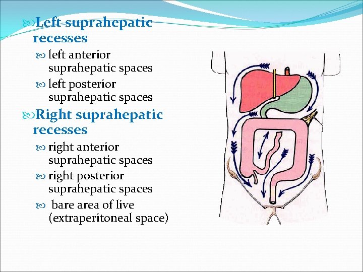  Left suprahepatic recesses left anterior suprahepatic spaces left posterior suprahepatic spaces Right suprahepatic