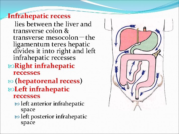 Infrahepatic recess lies between the liver and transverse colon & transverse mesocolon－the ligamentum teres