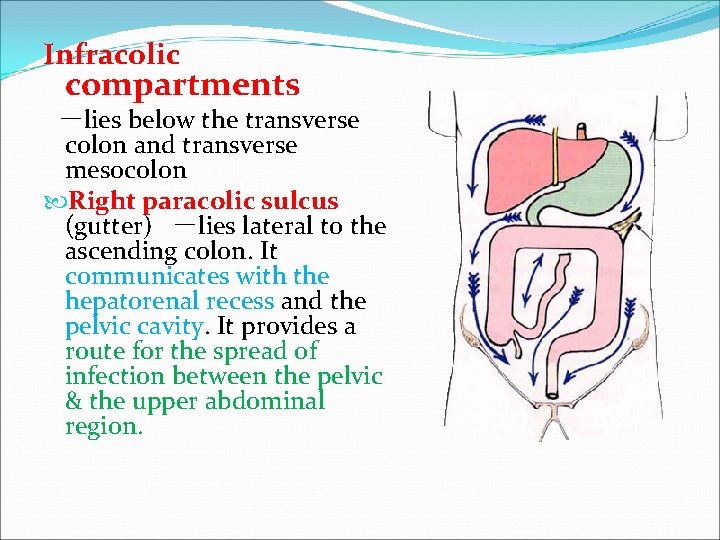 Infracolic compartments －lies below the transverse colon and transverse mesocolon Right paracolic sulcus (gutter)