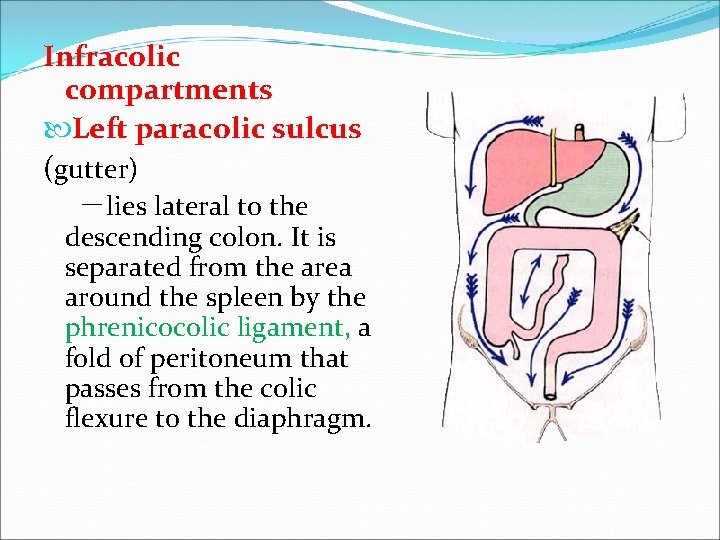 Infracolic compartments Left paracolic sulcus (gutter) －lies lateral to the descending colon. It is