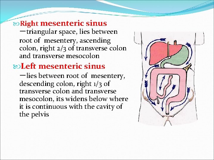  Right mesenteric sinus －triangular space, lies between root of mesentery, ascending colon, right