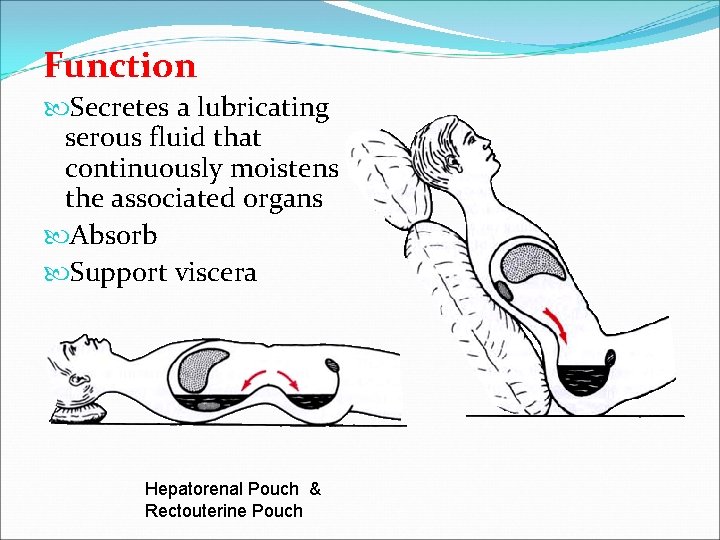 Function Secretes a lubricating serous fluid that continuously moistens the associated organs Absorb Support