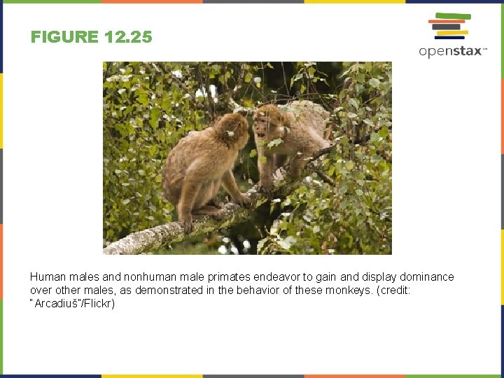 FIGURE 12. 25 Human males and nonhuman male primates endeavor to gain and display