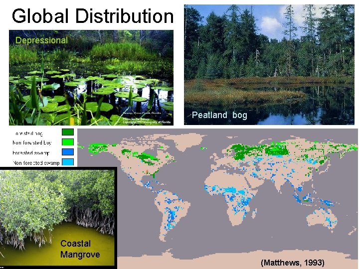 Global Distribution Depressional Peatland bog Coastal Mangrove (Matthews, 1993) 