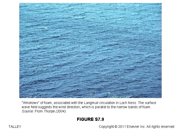 “Windrows” of foam, associated with the Langmuir circulation in Loch Ness. The surface wave