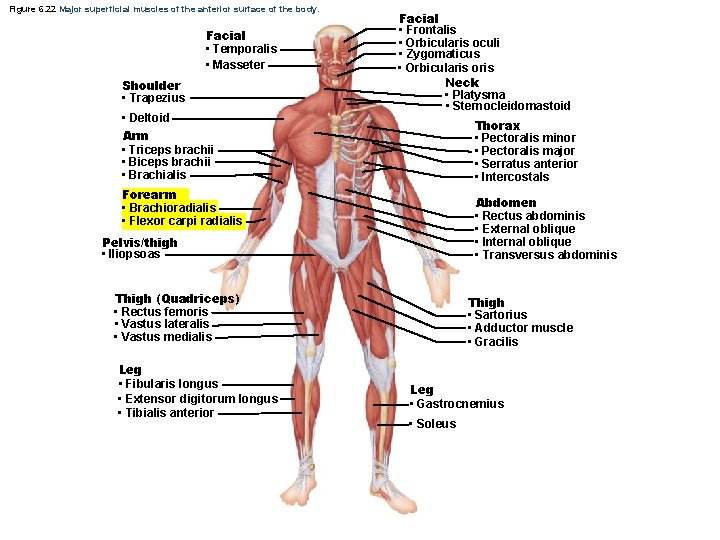 Figure 6. 22 Major superficial muscles of the anterior surface of the body. Facial