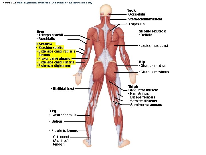 Figure 6. 23 Major superficial muscles of the posterior surface of the body. Neck