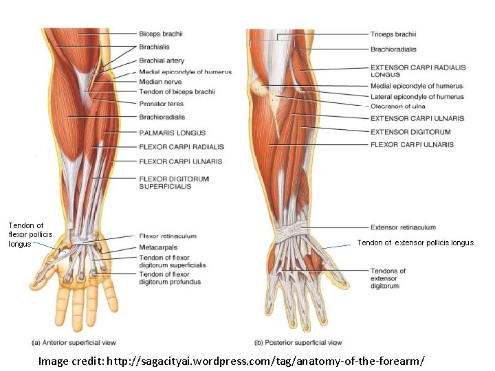 Tendon of flexor pollicis longus Tendon of extensor pollicis longus Image credit: http: //sagacityai.