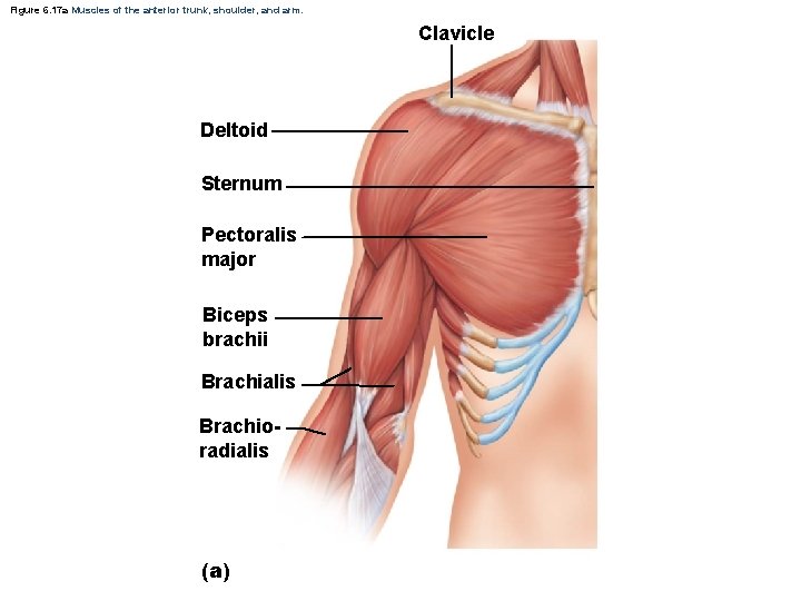 Figure 6. 17 a Muscles of the anterior trunk, shoulder, and arm. Clavicle Deltoid