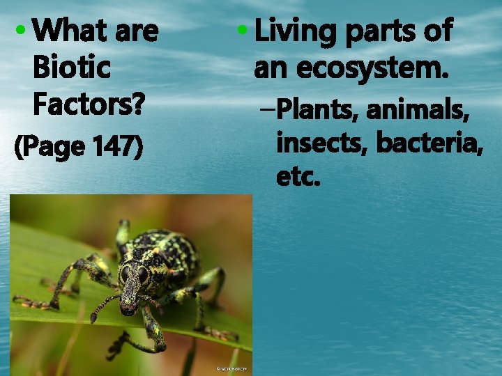  • What are Biotic Factors? (Page 147) • Living parts of an ecosystem.