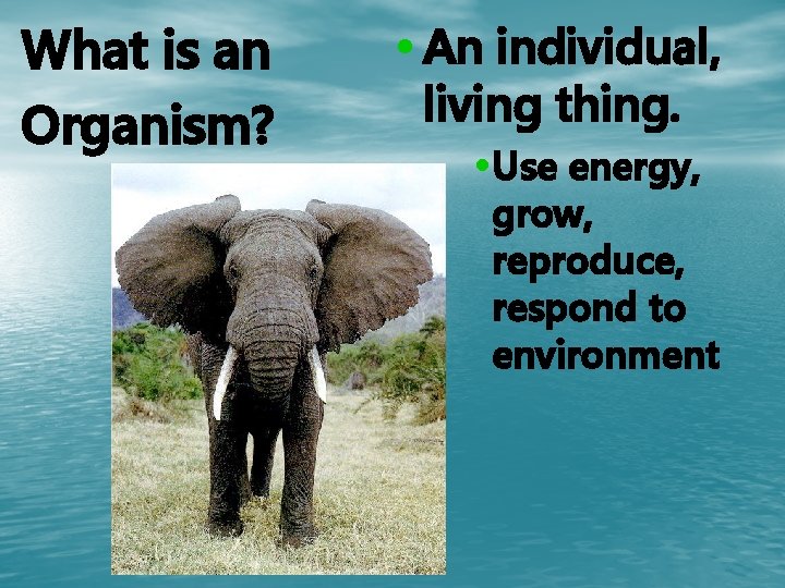 What is an Organism? • An individual, living thing. • Use energy, grow, reproduce,