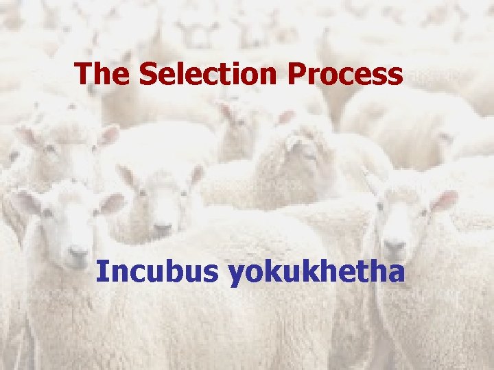 The Selection Process Incubus yokukhetha 