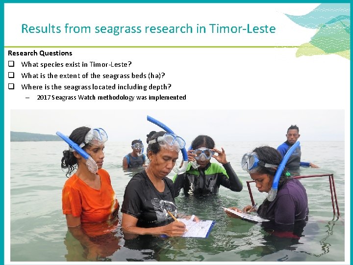 Results from seagrass research in Timor-Leste Research Questions q What species exist in Timor-Leste?