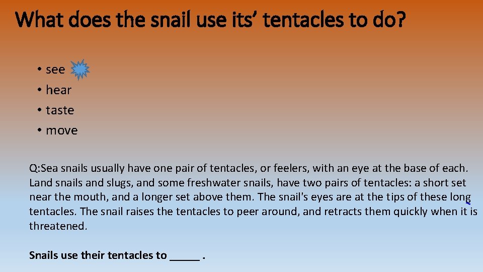 What does the snail use its’ tentacles to do? • see • hear • What does the snail use its’ tentacles to do? • see • hear •