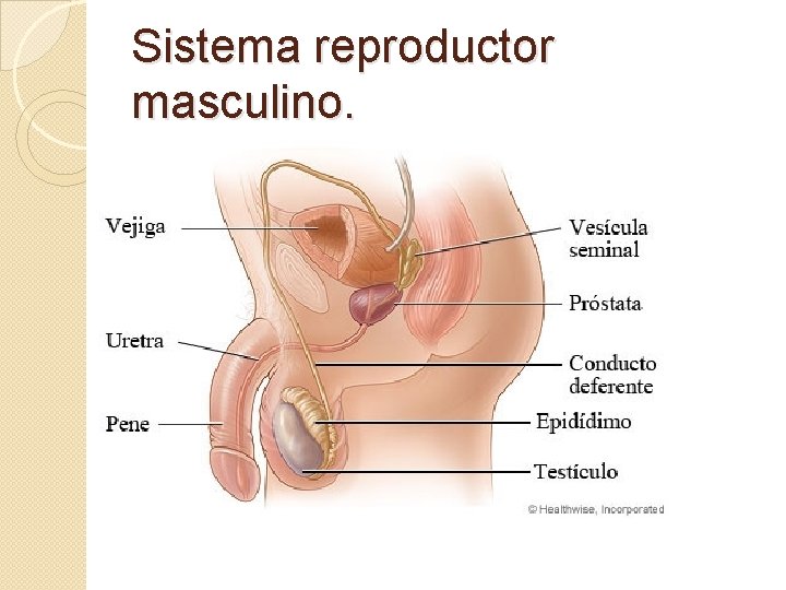 Sistema reproductor masculino. 