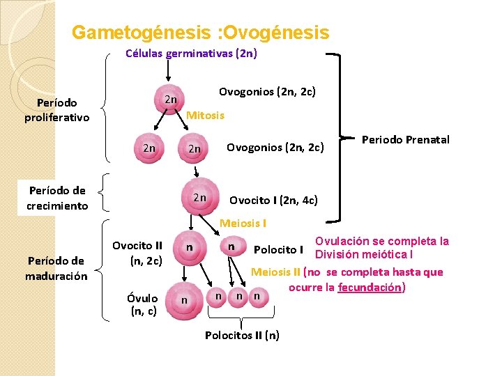  Gametogénesis : Ovogénesis Células germinativas (2 n) Ovogonios (2 n, 2 c) 2