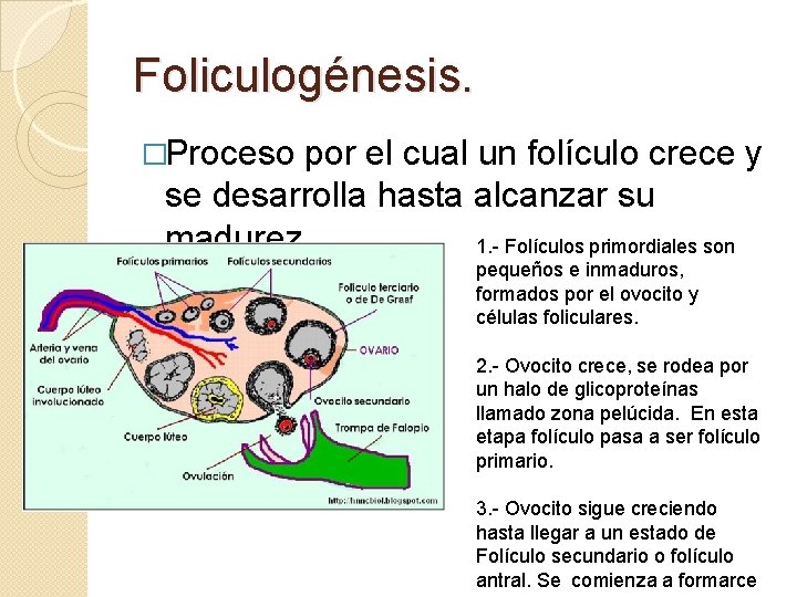 Foliculogénesis. �Proceso por el cual un folículo crece y se desarrolla hasta alcanzar su