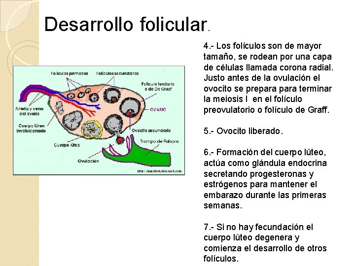 Desarrollo folicular. 4. - Los folículos son de mayor tamaño, se rodean por una Desarrollo folicular. 4. - Los folículos son de mayor tamaño, se rodean por una