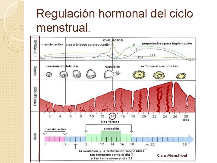 Regulación hormonal del ciclo menstrual. 