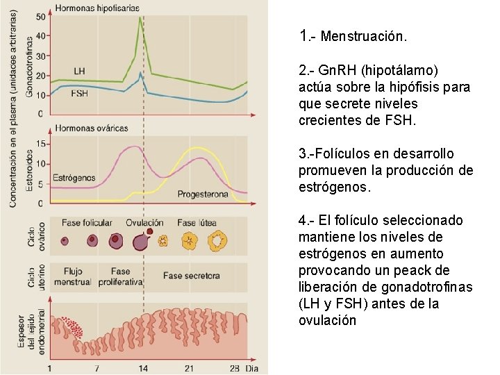 1. - Menstruación. 2. - Gn. RH (hipotálamo) actúa sobre la hipófisis para que