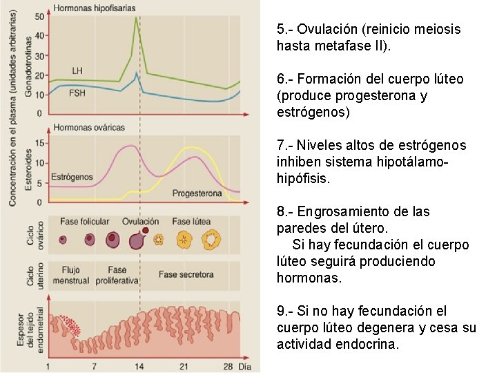 5. - Ovulación (reinicio meiosis hasta metafase II). 6. - Formación del cuerpo lúteo