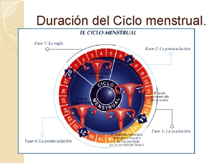 Duración del Ciclo menstrual. 