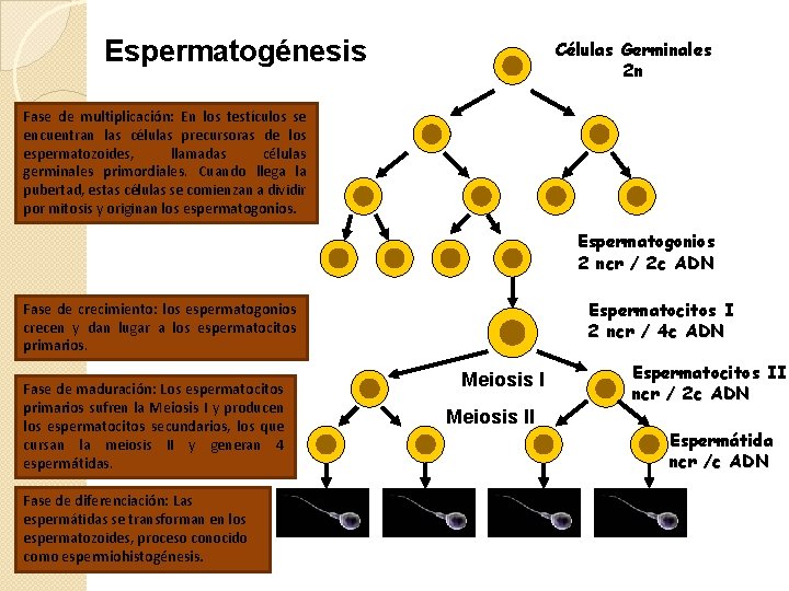 Espermatogénesis Células Germinales 2 n Fase de multiplicación: En los testículos se encuentran las