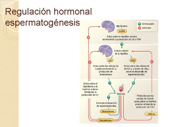 Regulación hormonal espermatogénesis. 