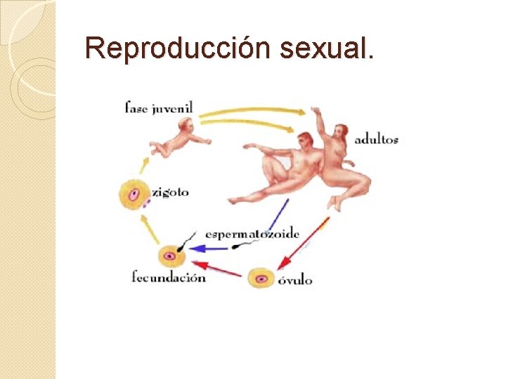 Reproducción sexual. 