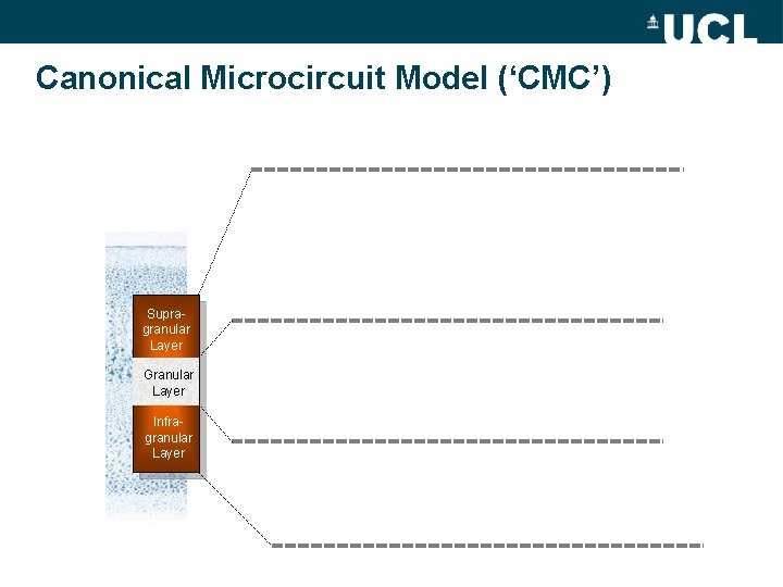 Canonical Microcircuit Model (‘CMC’) Supragranular Layer Granular Layer Infragranular Layer 