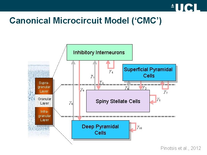 Canonical Microcircuit Model (‘CMC’) Inhibitory Interneurons Superficial Pyramidal Cells Supragranular Layer Granular Layer Spiny