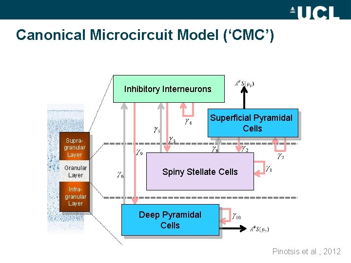 Canonical Microcircuit Model (‘CMC’) Inhibitory Interneurons Superficial Pyramidal Cells Supragranular Layer Granular Layer Spiny