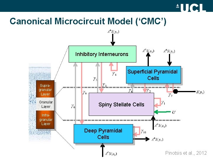 Canonical Microcircuit Model (‘CMC’) Inhibitory Interneurons Superficial Pyramidal Cells Supragranular Layer Granular Layer Spiny